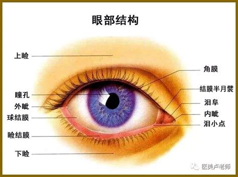 簡單:owaf-n2w3qq= 眼睛|眼睛構造全分析介紹 